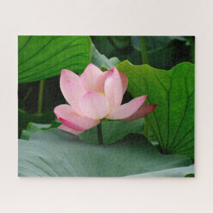 Quebra-cabeça Água Lily