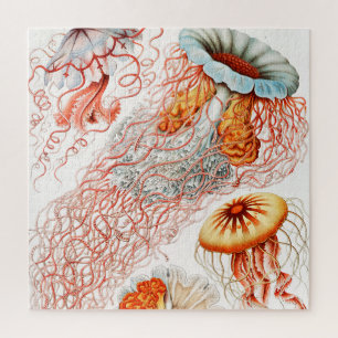 Quebra-cabeça Água-viva, Desconto de Ernst Haeckel