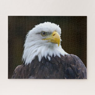 Quebra-cabeça Águia americana americana