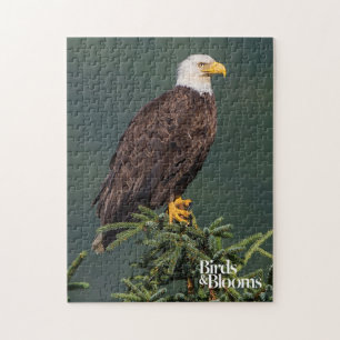 Quebra-cabeça Águia americana régia