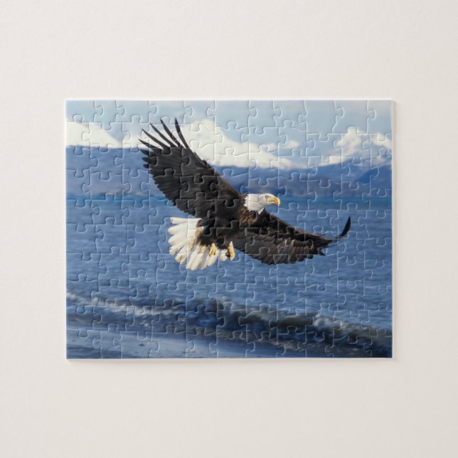 Quebra-cabeça águia-pescadora, Haliaeetus leuccocephalus, em voo (Horizontal)