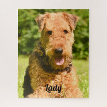 Airedale Terrier Puppy Dog