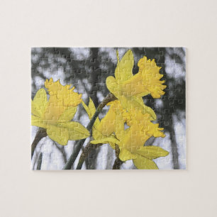 Quebra-cabeça Alcançando para cima - Daffodils amarelos
