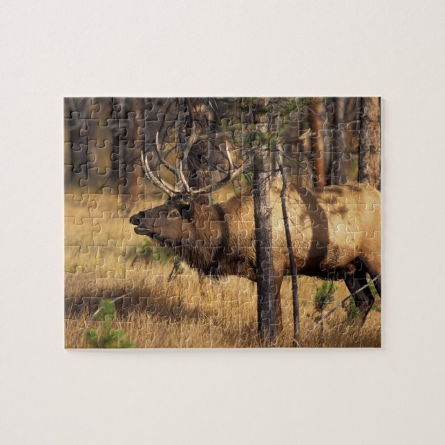 Quebra-cabeça alce, Cervus elaphus, touro toca a corneta em uma  (Horizontal)