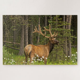 Quebra-cabeça Alce macho em veludo, Canadá