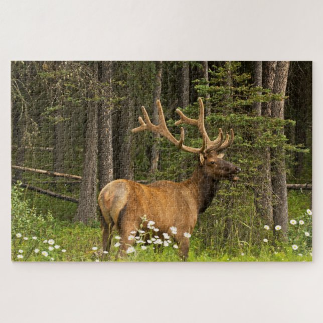 Quebra-cabeça Alce macho em veludo, Canadá (Horizontal)