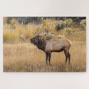 Quebra-cabeça Alce macho Parque Nacional de Yellowstone