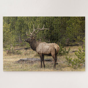 Quebra-cabeça Alce Macho Parque Nacional de Yellowstone, Wyoming