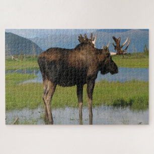 Quebra-cabeça Alce-Touro Do Alasca Com Rack Antlers Cênicos Ao