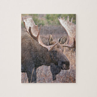 Quebra-cabeça Alces do Alasca