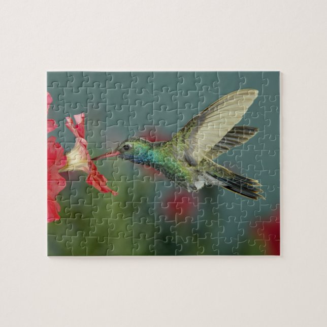 Quebra-cabeça alimentação masculina com Petunia, Madera Canyon,  (Horizontal)