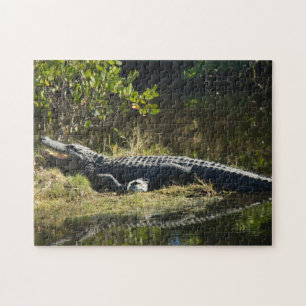 Quebra-cabeça Alligator no Sun Florida