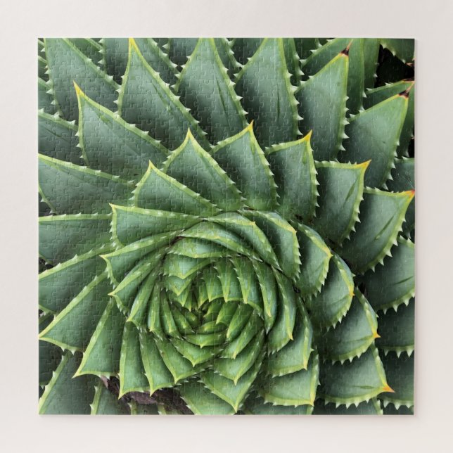 Quebra-cabeça Aloe Fibonacci Espiral (Vertical)