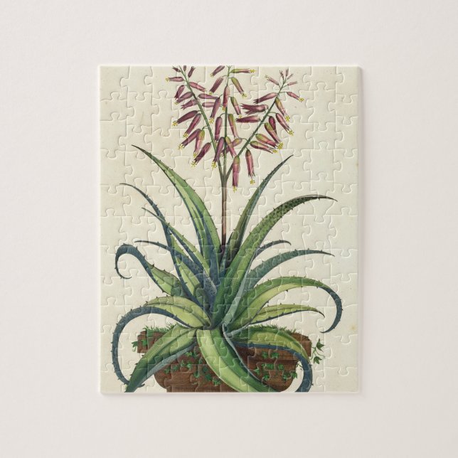 Quebra-cabeça Aloés Vera vulgar, de "Phytographia Curiosa", p (Vertical)