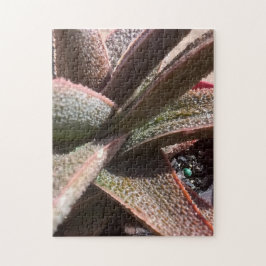 Quebra-cabeça aloés vermelho da planta do succulent 11" x 14" PC
