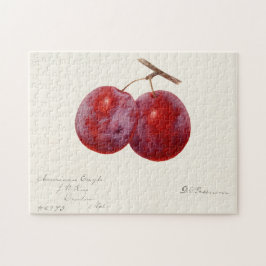 Quebra-cabeça Ameixas (Prunus Domestica) Fruta Impressão por Aqu