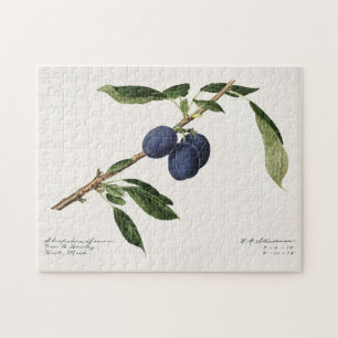 Quebra-cabeça Ameixas (Prunus Domestica) Fruta Impressão por Aqu
