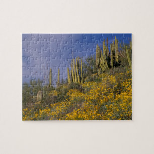 Quebra-cabeça América do Norte, EUA, Arizona, Cacto Candeia
