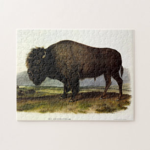 Quebra-cabeça American Bison, ou Buffalo (Bison bison) - Audubon
