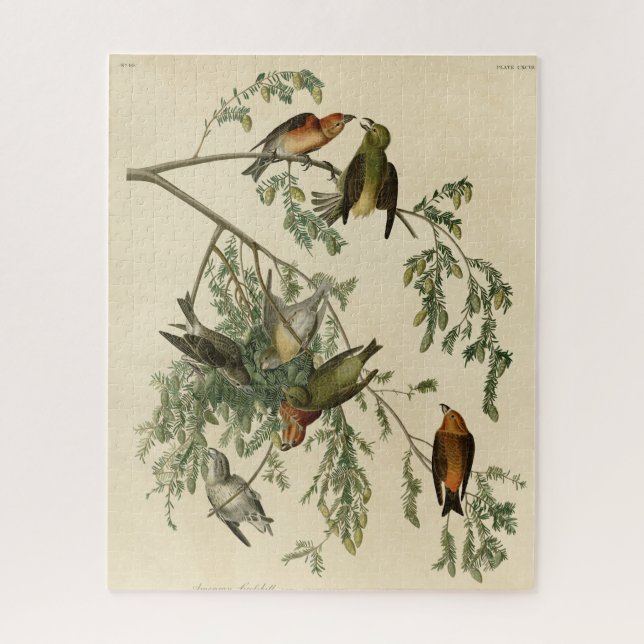 Quebra-cabeça American Crossbill of the Audubon's Birds of Ameri (Vertical)