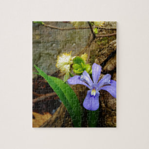 Quebra-cabeça Anã-Caverna-Iris, flor branca púrpura azul-púrpura