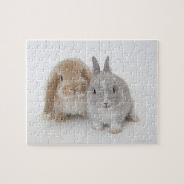 Quebra-cabeça Anão dois Netherland e coelhos de Holland Lop (Horizontal)
