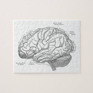Quebra-cabeça Anatomia do cérebro do vintage