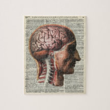 Anatomia do cérebro humano