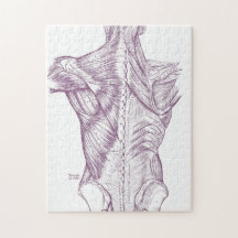 Anatomia do vintage que tira os músculos traseiros