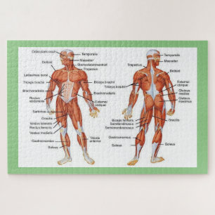 Quebra-cabeça Anatomia humana