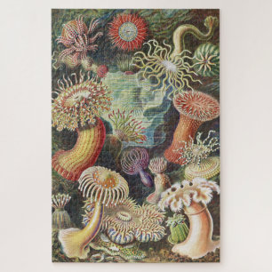 Quebra-cabeça Anêmonas do Mar, Actiniae Seeanemonen Ernst Haeck