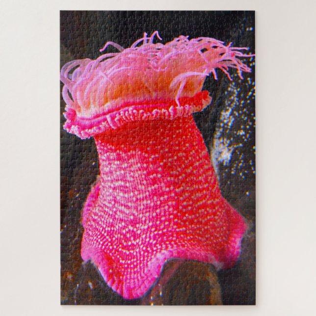 Quebra-cabeça Anemônias marítimas (Vertical)