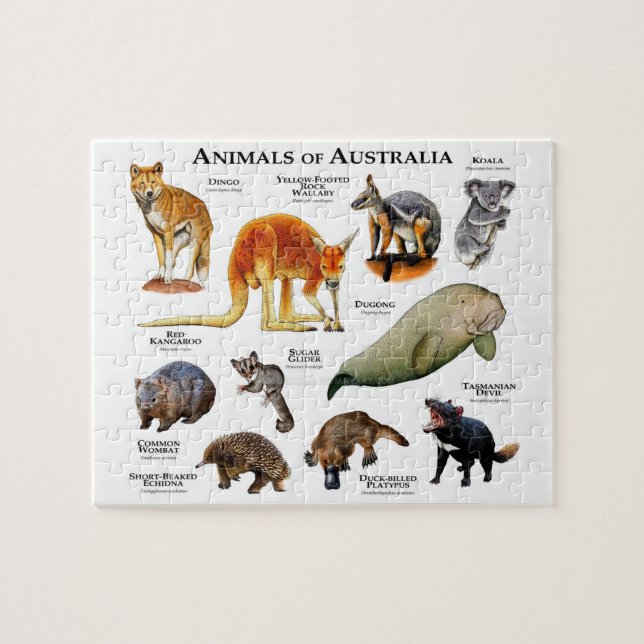 Quebra-cabeça Animais da Austrália (Horizontal)