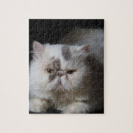 Quebra-cabeça animal, gato, branco, animal de estimação, gatinho