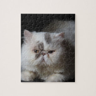 Quebra-cabeça animal, gato, branco, animal de estimação, gatinho