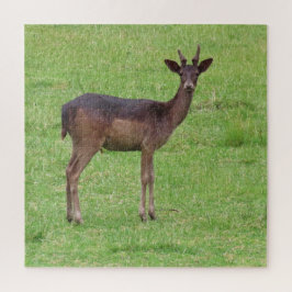 Quebra-cabeça animal, veado, natureza, fauna selvagem, selvagem,