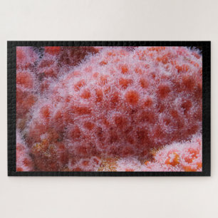 Quebra-cabeça Anônimo do Mar, Pastel Rosa