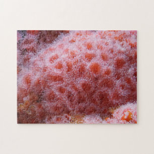 Quebra-cabeça Anônimo do Mar, Pastel Rosa