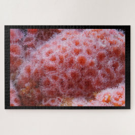 Quebra-cabeça Anônimo do Mar, Pink Pastel