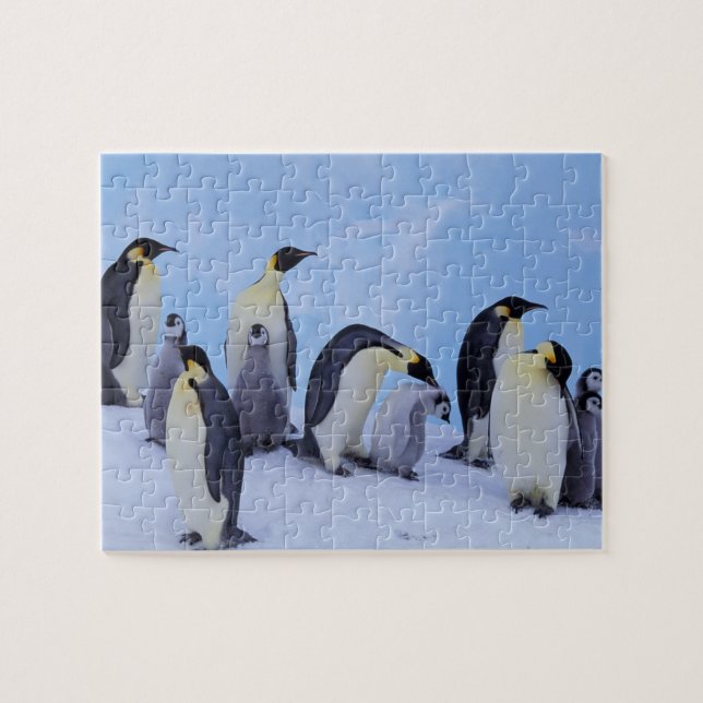 Quebra-cabeça Antártica, Pinguins Imporadores (Horizontal)