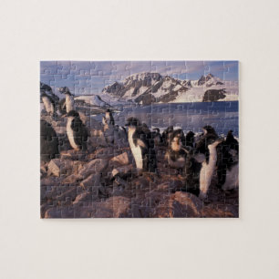 Quebra-cabeça Antártida, filhotes de pinguim Adelie