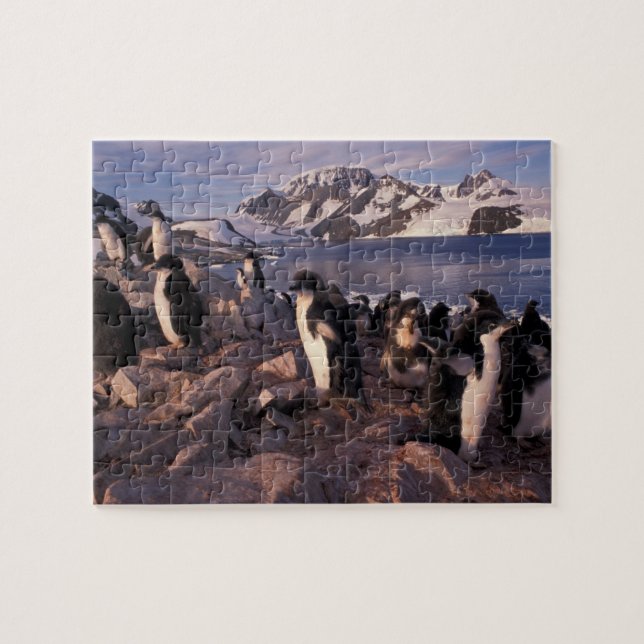 Quebra-cabeça Antártida, filhotes de pinguim Adelie (Horizontal)