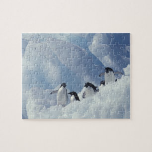 Quebra-cabeça Antártida. Pinguins-de-adélia