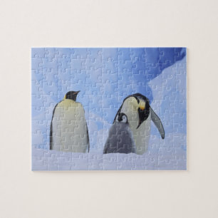 Quebra-cabeça Antártida. Pinguins-imperadores e filhote