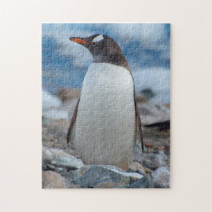Quebra-cabeça Antártida. Porto Neko. Pinguim-de-gentoo