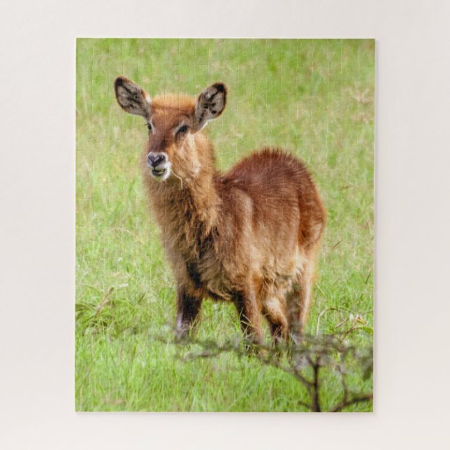 Quebra-cabeça Antílope novo Waterbuck das imagens | Brown de (Vertical)