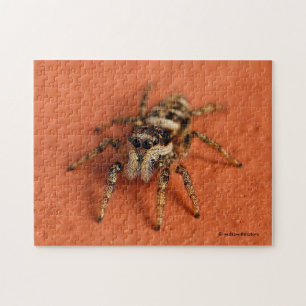 Quebra-cabeça Aranha de salto