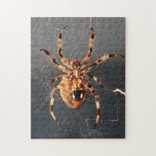 Quebra-cabeça Aranha do Orb Weaver