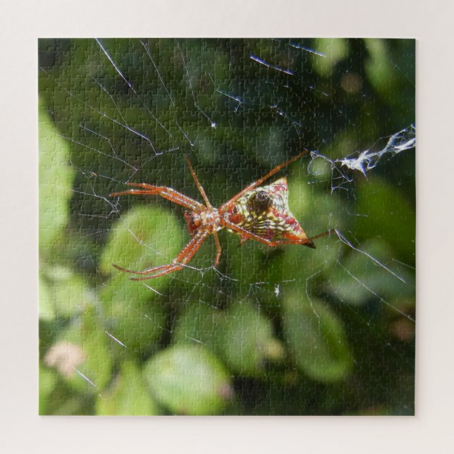 Quebra-cabeça Aranha na Foto de Natureza de Insetos do Arachnid  (Vertical)