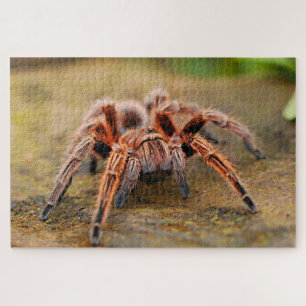 Quebra-cabeça Aranha-tarântula castanha em terra